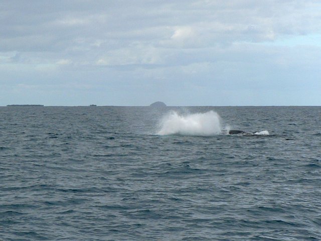 01- Baleines, groupe 1, Ile Ouen 